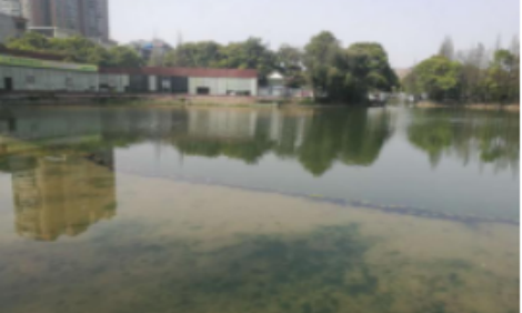 項(xiàng)目名稱：衡陽西湖公園黑臭水體治理項(xiàng)目治理工程主要內(nèi)容：1.西湖水域面積約96畝，64000m2，湖岸總長度約2620m的治理工程。2.對西湖水體進(jìn)行綜合整治，通過控源截污、生態(tài)治理等措施，提高水體自凈能力，實(shí)現(xiàn)生態(tài)系...